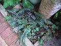 Button Fern